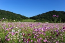 고인돌유적지 코스모스 만발