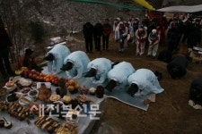 남원, 천연기념물 지리산천년송 당산제