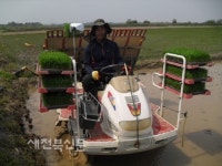 첫 모내기 한가위 풍년농사 기대