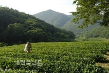 도솔산에 오르면 칠산바다가 한눈에…