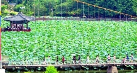 전주 덕진공원 연꽃문화재 활짝