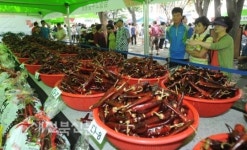 임실고추 홍보-마케팅 행사