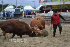 141두 싸움소 출전…전국 최고 대회 자리매김
