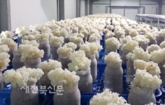 항암 꽃송이버섯 속성 재배 성공
