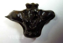 김제 벽골제서 제방 보강용 초낭 발굴