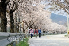 2018년까지 교목 수만 그루 심어 푸르게