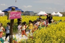 청보리밭에서 어린 시절의 추억 되새겨요