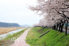요천 100리 길에서 시작하는 남원의 봄