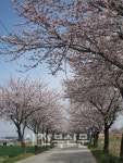 벚꽃길 걸으며 봄 만끽 하세요