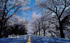 花 들짝 자연의 나라 무주로 오세요~