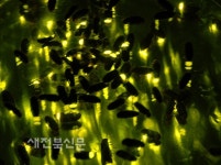 반딧불이야 놀자