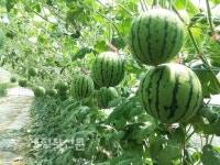 고창군, 수박도 1인 소비시대