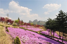 꽃잔디축제 등 다양한 농촌체험 개발 운영-새 농촌모델로 주목