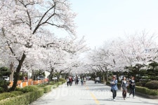 익산의 봄, 꽃길만 걷게 해줄게