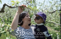 무주군, 사과꽃 나들이 체험행사