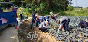무더운 날씨에 일손돕기 `구슬땀