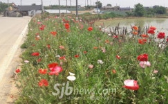 고창군 대산면 청룡마을, 양귀비꽃 `활짝
