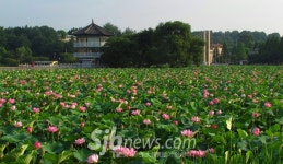 김영채, 덕진공원 40년을 카메라에
