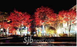 정읍 도심 연지아트홀 일대 깊어가는 가을 정취