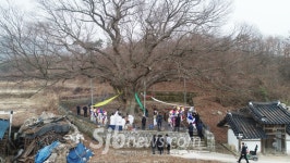 600년 느티나무, 남원 진기리 당산제
