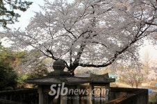 4월, 익산은 어딜가도벚꽃풍년