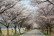 4월, 익산은 어딜가도벚꽃풍년
