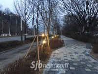 천만그루 정원도시 전주, 백제대로 가로숲 조성 완료