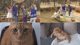 보통의 고양이 3배 초특급 뚱냥이 루루 소개 TV 동물농장