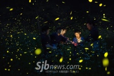 무주산골영화제, 반딧불 신비탐사까지 `풍성