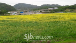 진안 축산시험장  `노란 유채꽃 만발