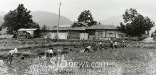 [이철수의용담이야기](23)정천면 농산마을 마지막 모내기