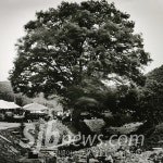 [이철수의용담이야기](25)용담면 소방마을의 당산나무