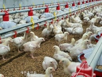 정읍시, 닭-오리 입식 전 지자체 신고 의무화