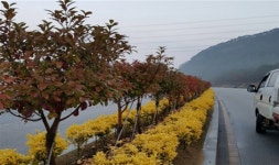 고창군 아산~선운산간 중앙분리대 화단 조성