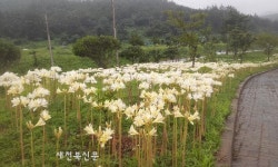 부안 위도면, 상사화 군락지 재정비