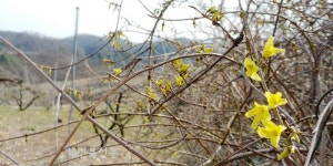 국보급 희귀식물 산개나리 꽃망울
