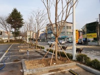 북전주세무서, 청사 앞 도로변 왕벚꽃나무 추가 식재
