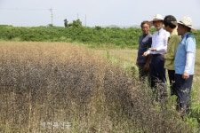 경관농업 1번지 고창, 유채밭 경관 기대감