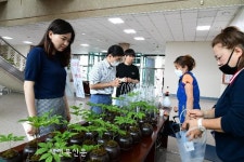 “옹기에 기른 산삼 선물하세요”
