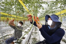 청년창업농 요람된 ‘임실스마트팜 경영실습농장’