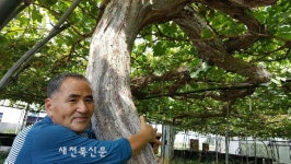 [포커스] 3천송이 명품포도, 고창 명성포도원 정대모 대표