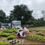 장수군, 가을맞이 시가지 꽃길 새단장