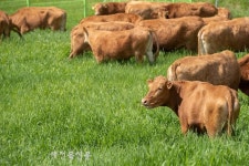 우(牛)라차차, 신축년에 듣는 우리 소 이야기