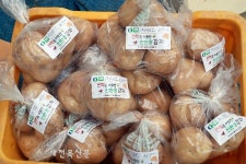 천적 활용 감자, 혹한 뚫고 수확