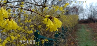 국보급 희귀식물 임실 산개나리 활짝