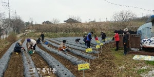 임실군청공무원노조, 조합원 주말농장 체험행사 개최