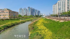 군산 경포천 힐링코스에 유채꽃 활짝 펴
