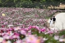 임실군, 옥정호 아름다운 작약꽃 활짝… 탐방객 인기