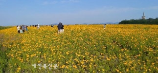 ■ 새만금 황금 물결