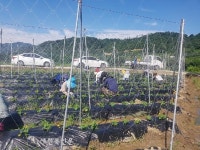 장계면, 여름철 농촌일손돕기